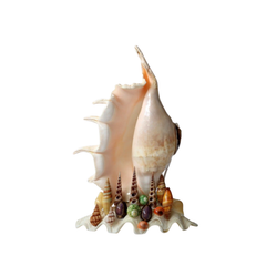 Decorative Lamps From Seashells 1