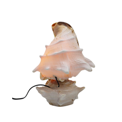 Lamps Made From Seashells 2