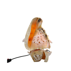 Lamps Made From Seashells 2