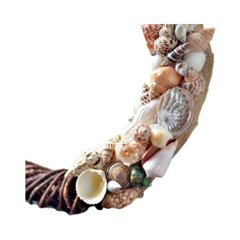 Laurel Wreath Seashell 02