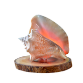 Night Light From Seashell