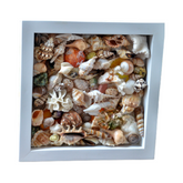 Painting From Various Seashell