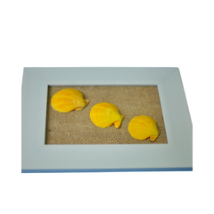Painting Of Three Yellow Seashell