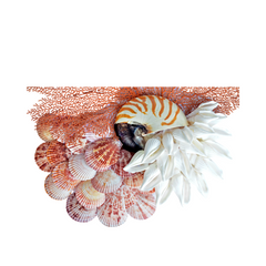 Prosperous Seashell Art