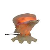 Purple Mouth Seashell Lamp