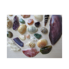 Seashell Collection Painting