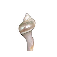 Seashell Spoon 12