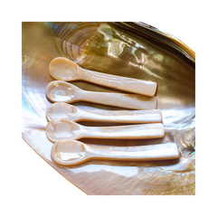 Seashell Spoon 17