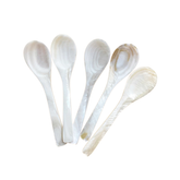 Seashell Spoon 6