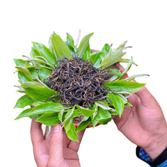 Shan Tuyet Ancient Tree Green Tea