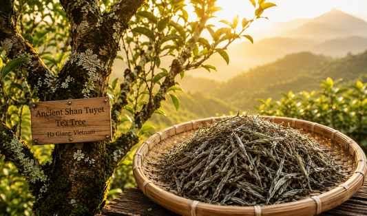 10 Proven Health Benefits Of Shan Tuyet Ancient Tree Tea