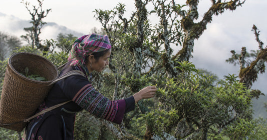 The Story Behind Shan Tuyet Tea: Vietnam’s Ancient Mountain Treasure