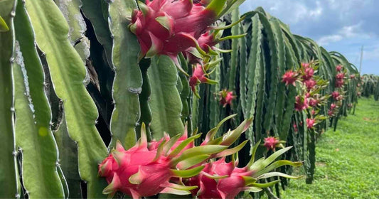 10 Science-Backed Benefits Of Dragon Fruit Peel For Skin (Why You Should Never Throw It Away Again)