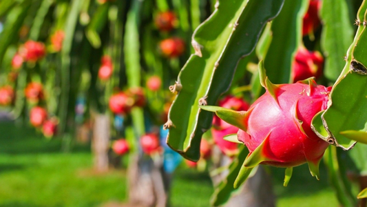 How To Build A Zero-Waste Vegan Skincare Routine With Dragon Fruit Peel