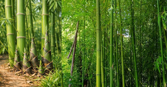 From Vietnamese Bamboo Forests to Your Kitchen: Our Sustainable Journey