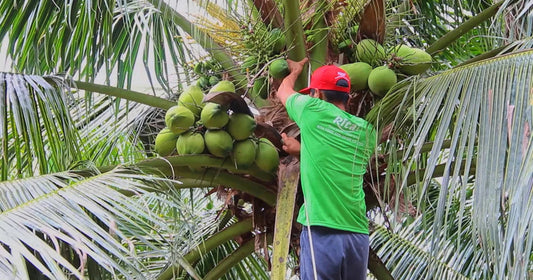 The Environmental Impact of Choosing Vietnamese Coconut By-Products