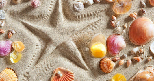 Comparing Real Seashells vs Plastic Shells Why American & European Customers Choose Our Sustainable Products