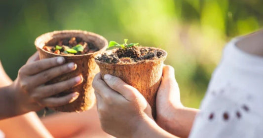 Coconut vs Bamboo vs Plastic: Which is Truly the Greenest Choice?