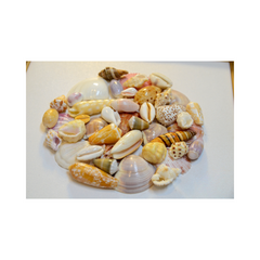 Art Paintings From Seashells 04
