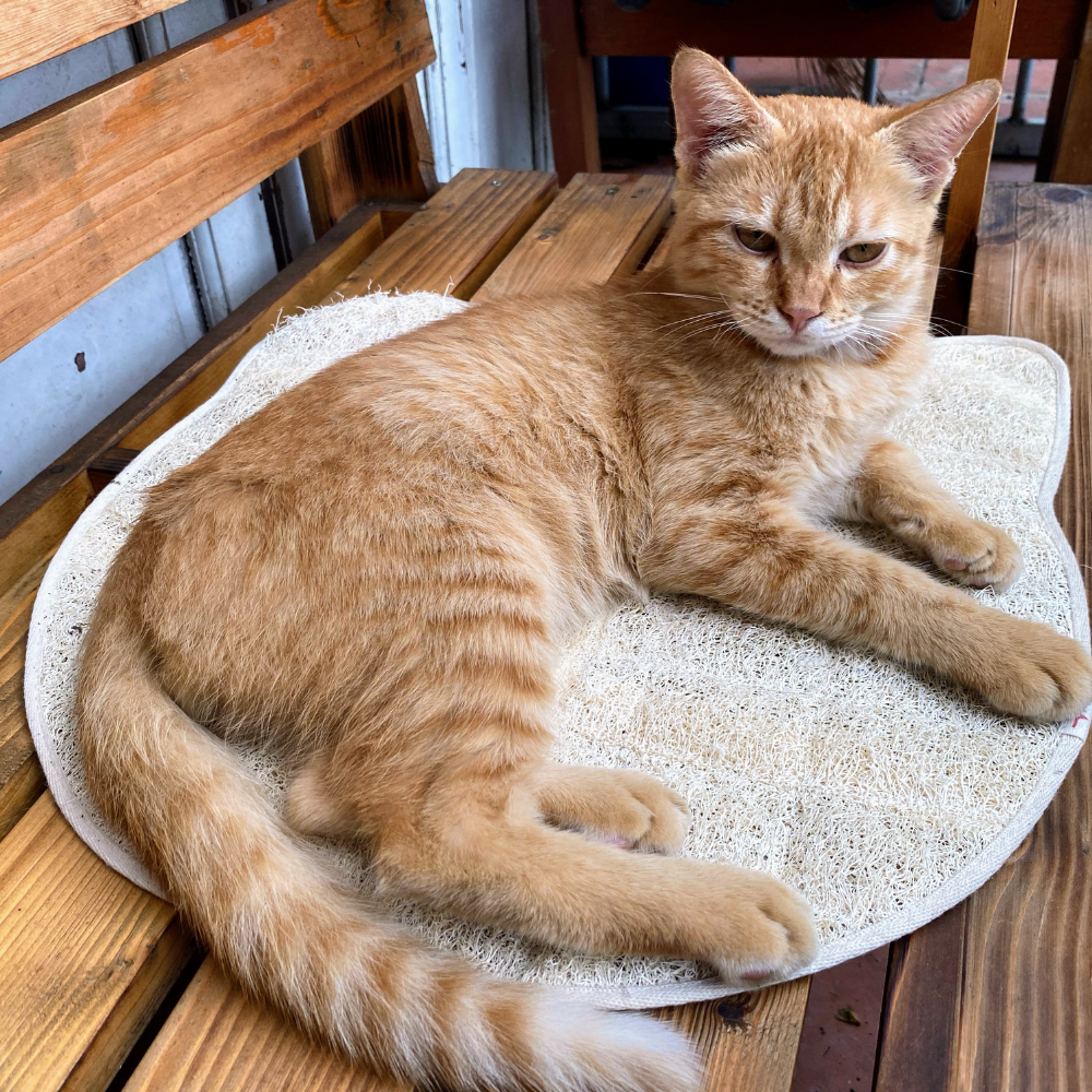 Cat Loofah Pet Mat