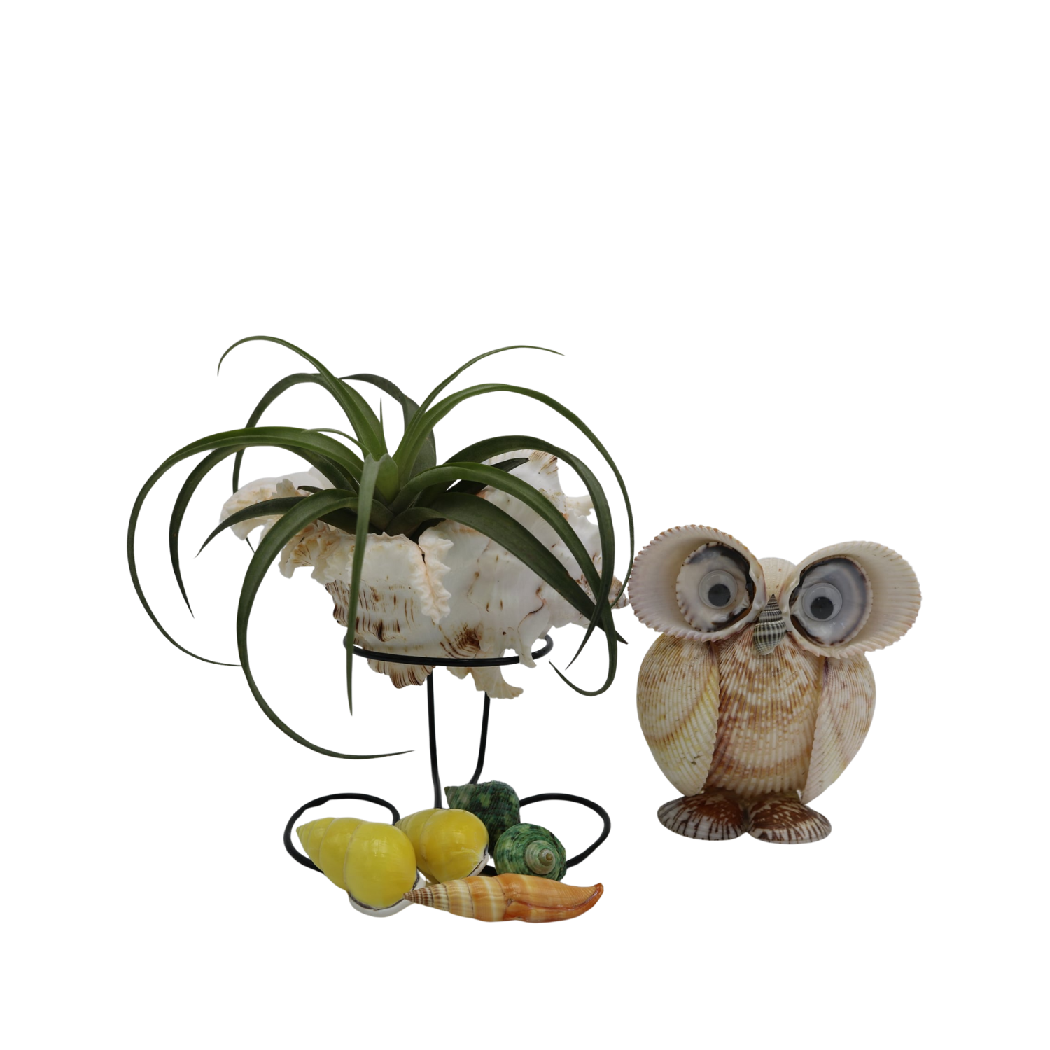 Catbird Made From Seashells