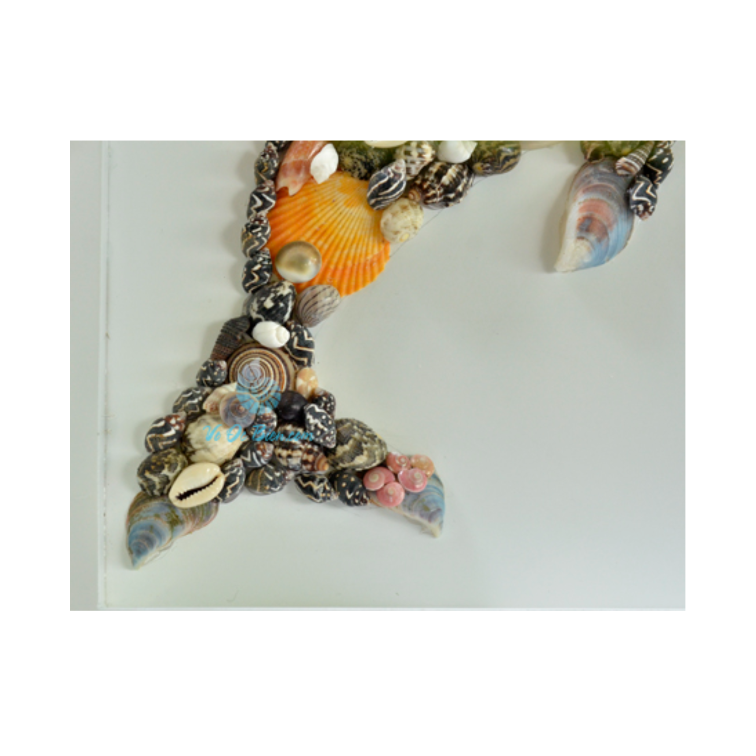 Dolphin Picture Frame From Seashell