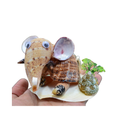Funny Seashell Elephant
