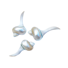 High-Class Seashell Chopstick Rest 3