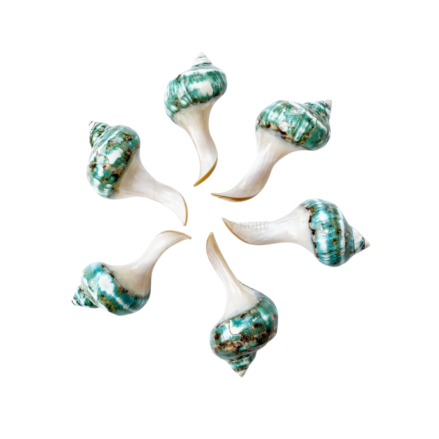 High-Class Seashell Chopstick Rest 4