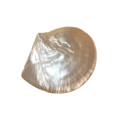 High-End Seashell Plate 1
