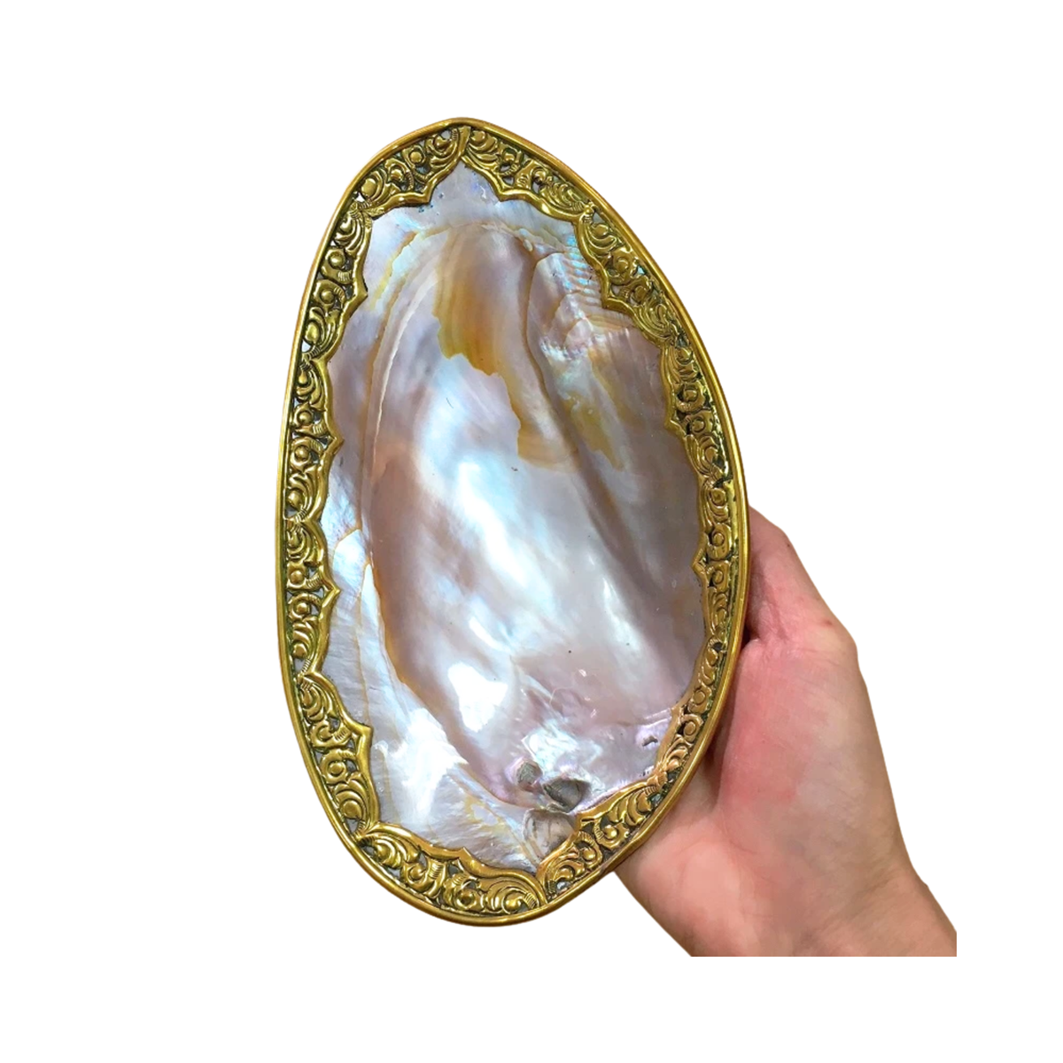 High-End Seashell Plate 4
