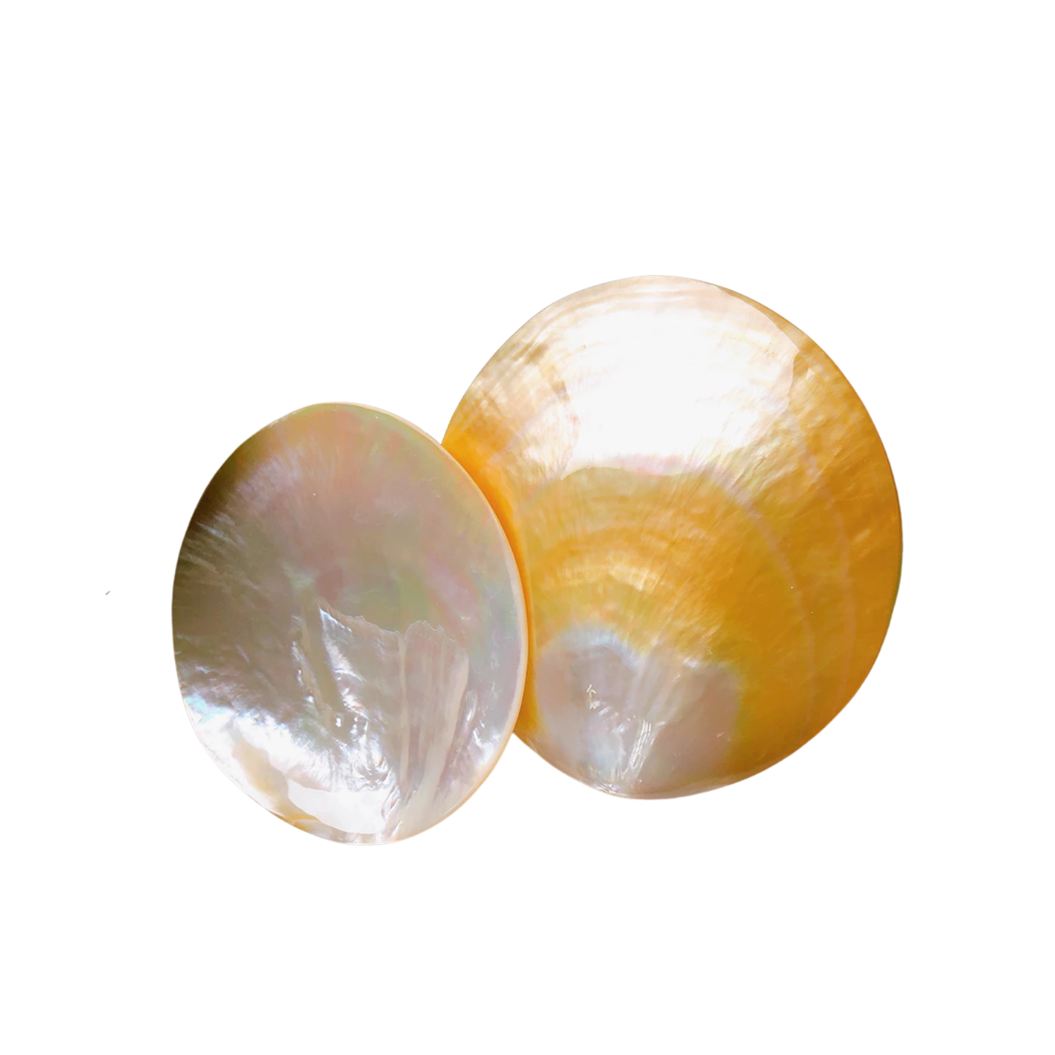 High-End Seashell Plate 6