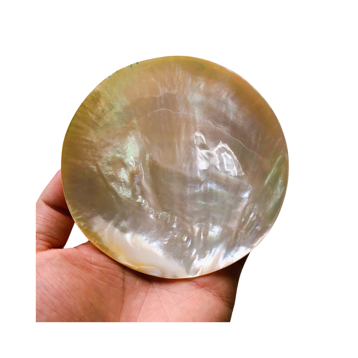 High-End Seashell Plate 6