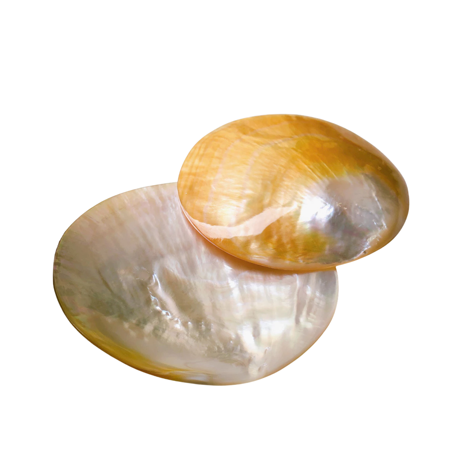 High-End Seashell Plate 6
