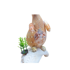 Kangaroo Made From Seashells