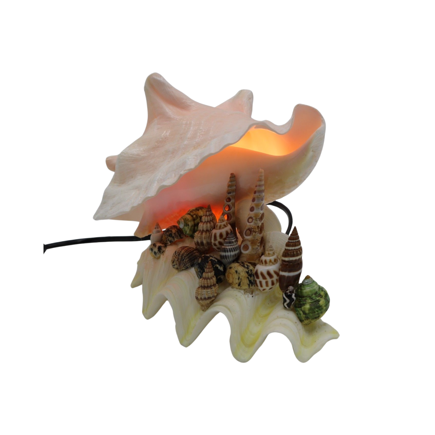 Lamps Made From Seashells