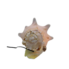 Lamps Made From Seashells 1