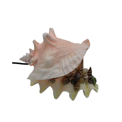 Lamps Made From Seashells