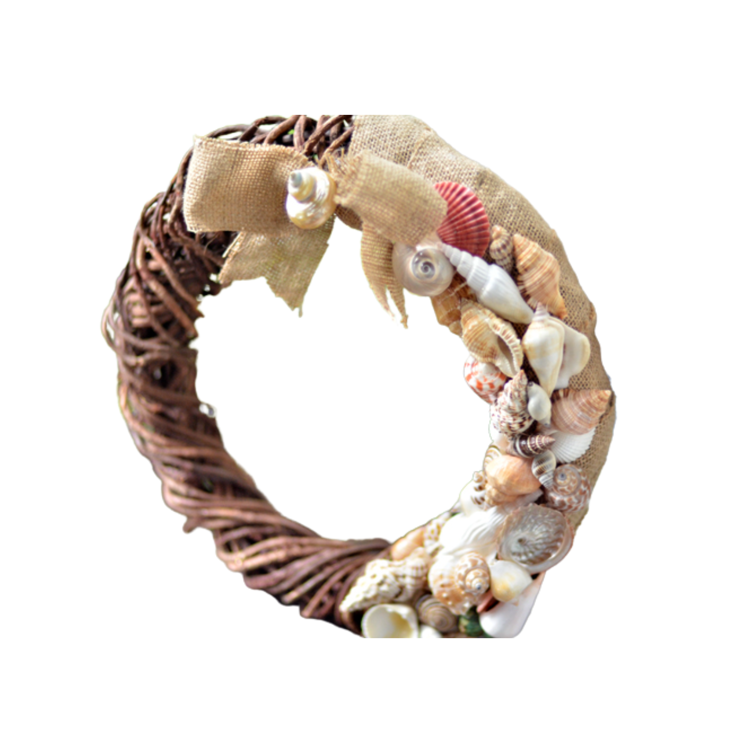Laurel Wreath Seashell 02