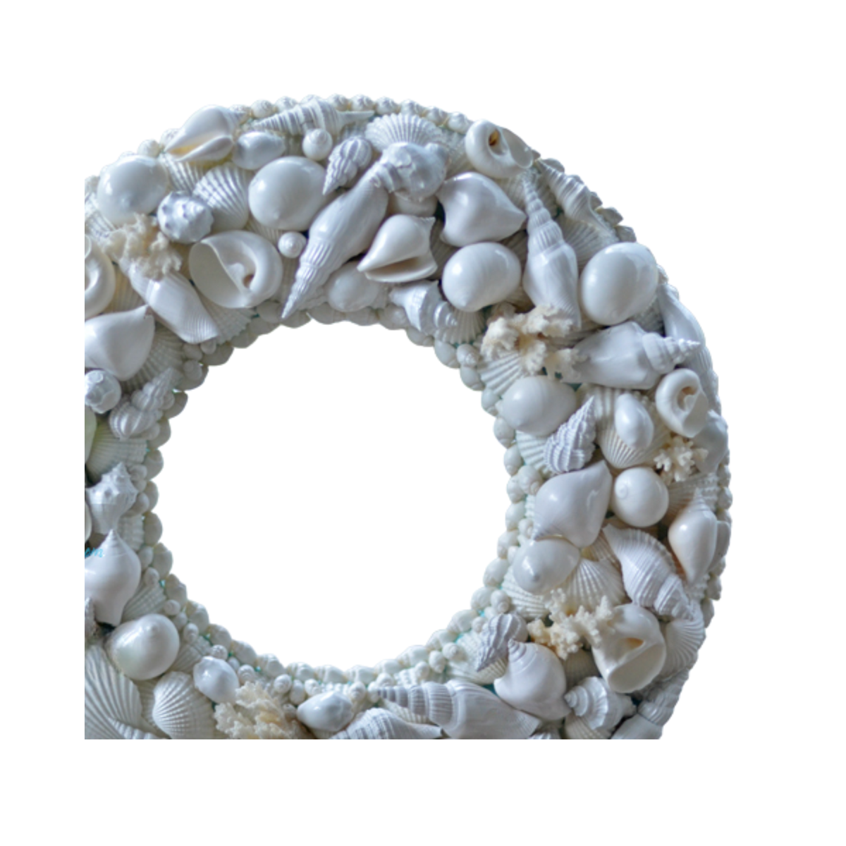 Laurel Wreath Seashell 03
