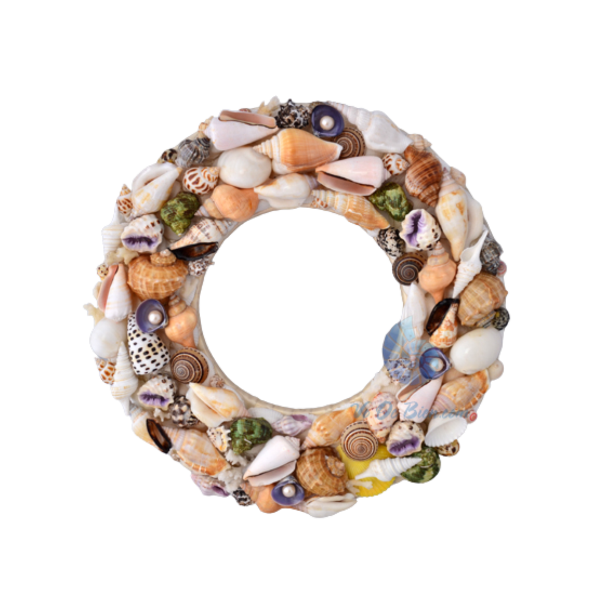 Laurel Wreath Seashell 04