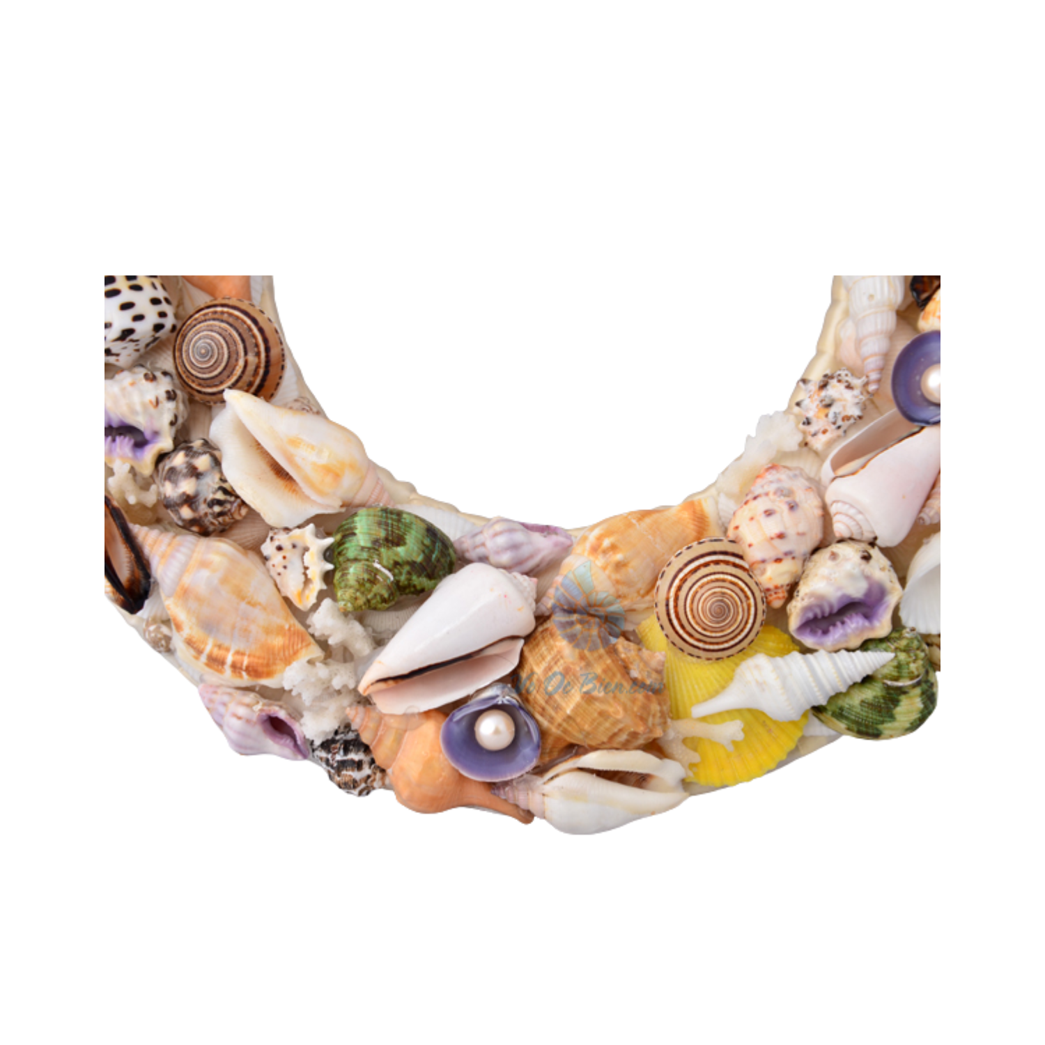 Laurel Wreath Seashell 04