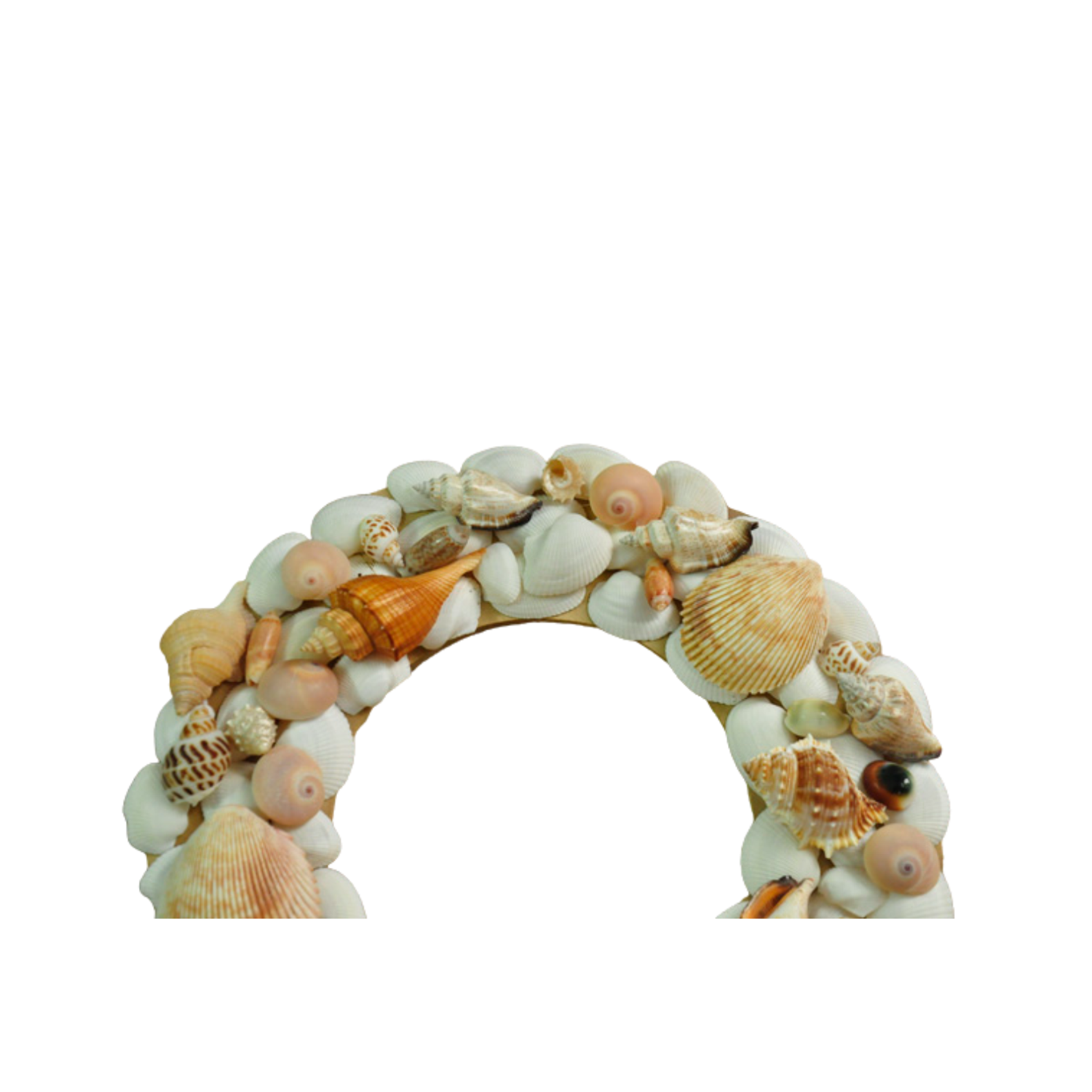 Laurel Wreath Seashell 06