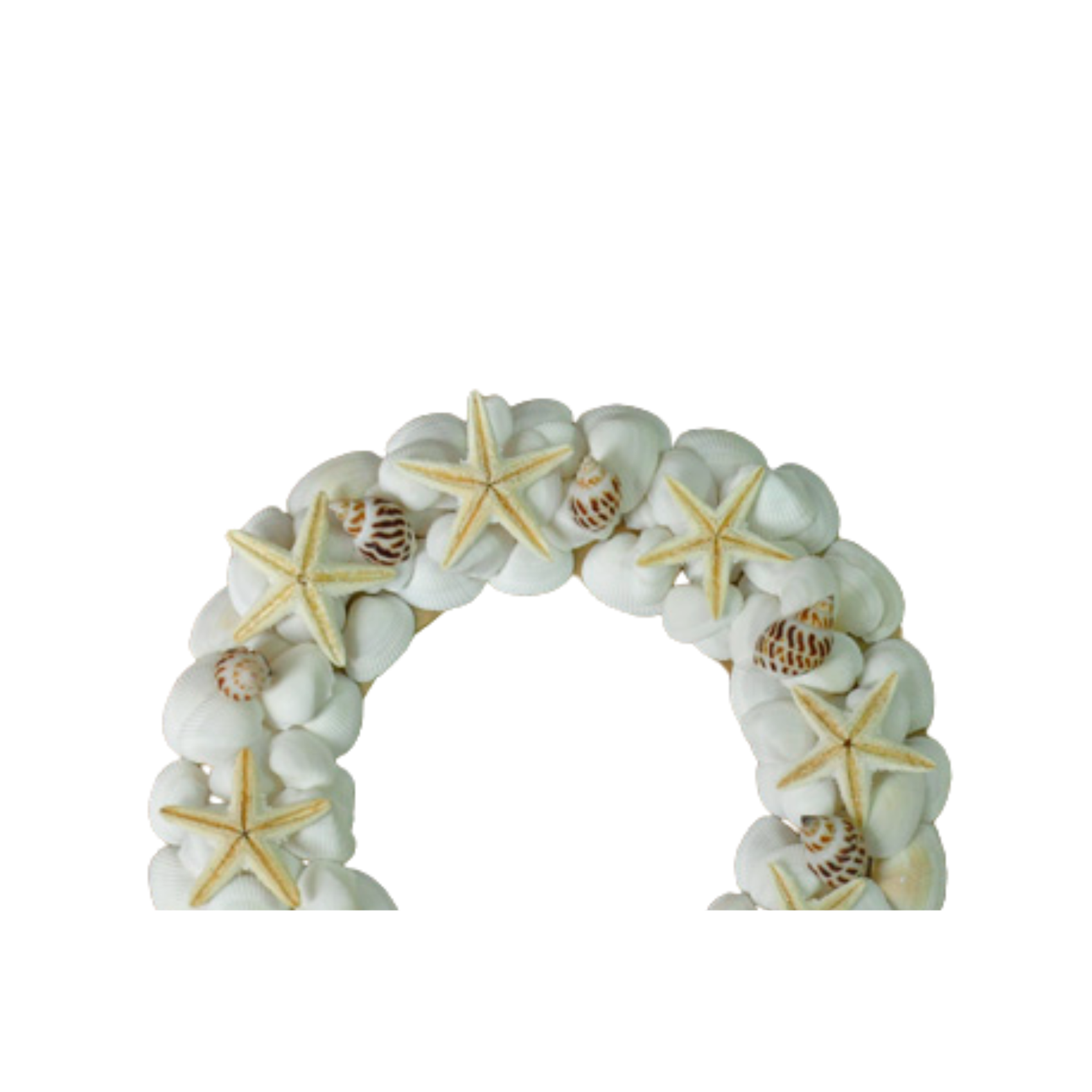 Laurel Wreath Seashell 07