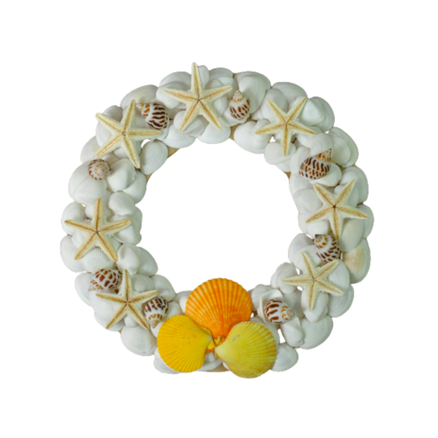 Laurel Wreath Seashell 07