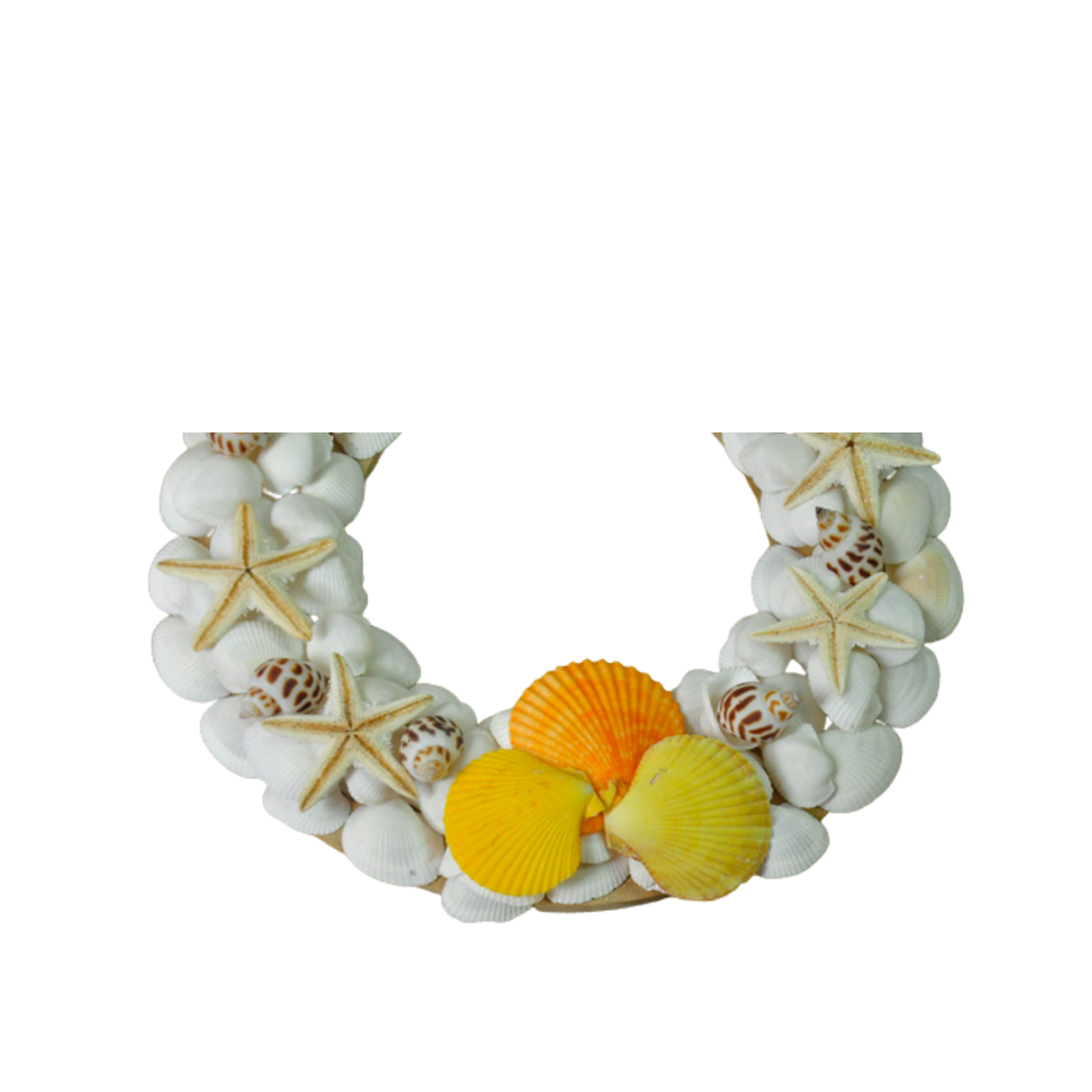 Laurel Wreath Seashell 07
