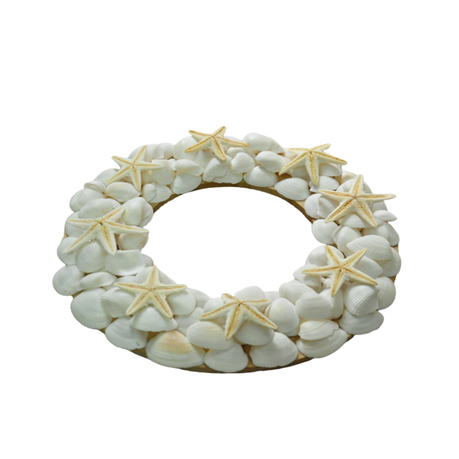 Laurel Wreath Seashell 07
