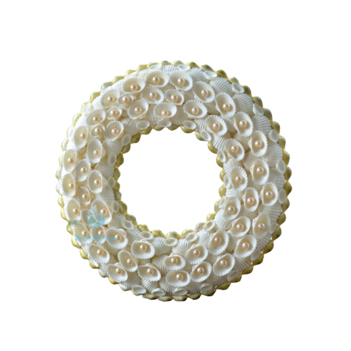 Laurel Wreath Seashell