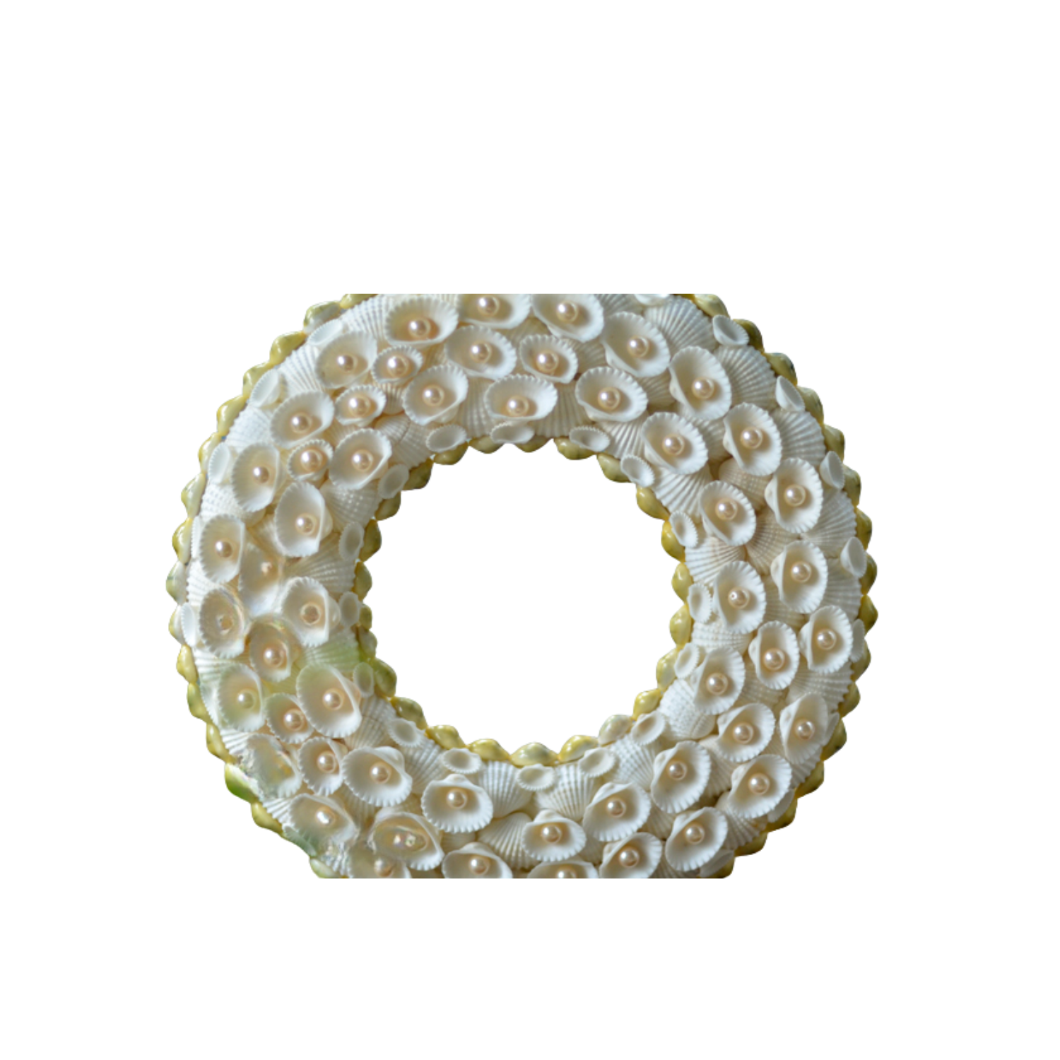 Laurel Wreath Seashell