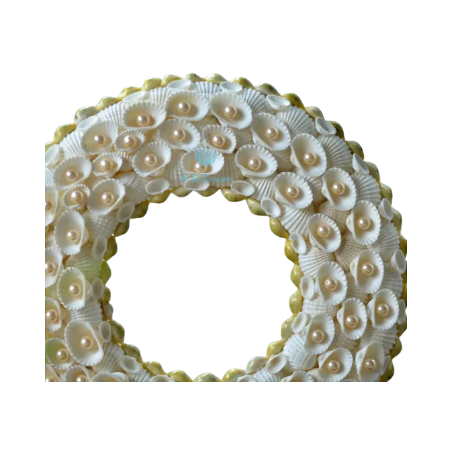 Laurel Wreath Seashell